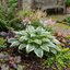 Set of 3 or 6 Large Hosta Plants - First Frost Plantain Lily, Ready to Plant in Your Garden