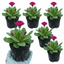 Set of 3 or 6 Primula Denticulata Deep Rose Hardy Perennial Plants, Spring Flowering, Outdoor Garden Ready, 1 Litre Root-Ball