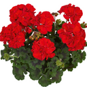 PelargoniumToscana Dolce Vita Mylena / Gisela / Smart Senna Plants (Set of 3 or 6)