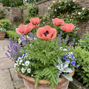 Papaver Orientale Victoria Louise Poppy Plants (Set of 3 or 6)