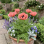 Set of 3 or 6 Papaver Orientale Victoria Louise Hardy Perennial Poppy Plants, Outdoor Garden Ready, 1 Litre Root-Ball