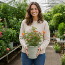 3Ltr Orange Patio Rose Plant, Hardy Bush, Nursery Pots