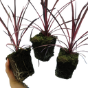 Cordyline Charlie Boy Plants (Set of 3 or 6)