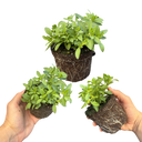 Calibrachoa Cabaret Early Blue Plants (Set of 3 or 6)
