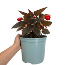 Begonia Non Stop Mocca Scarlet Plant (5L Pot)