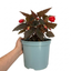 1 Large Plant - Begonia Non Stop Mocca Scarlet, Outdoor Garden Ready, 5L Pot