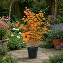 3L Orange Leaf Acer Tree, Nursery Pot, Patio Garden Pots