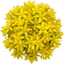 Set of 3 or 6 Sedum Oracle Hardy Perennial Stonecrop Plants, Low Maintenance, Bee Friendly, Drought Tolerant Ground Cover, Outdoor Garden Ready, 11cm Root-Ball