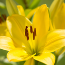 Asiatic Lily Yellow Plants (Set of 3 or 6)