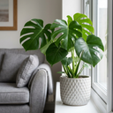 Swiss Cheese Plants