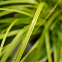 Everillo Carex Ornamental Grass Plant