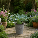 3Ltr Hosta Tears from Heaven, Shade Perennial, Nursery Pots