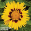 Coreopsis Sunfire