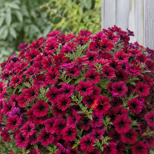 Petunia 'Rimarkable Cherry' – Compact Summer Bedding (2L Pot)