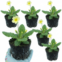 Primula Veris Yellow Cowslip Primrose Plants (Set of 3 or 6)