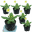 Set of 3 or 6 Primula Veris Yellow Cowslip Primrose Plants, Hardy Perennial, Spring Flowering, Outdoor Garden Ready, 1 Litre Root-Ball