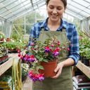3 Trailing Fuchsia Hanging Basket Plants, Purple and Pink, Summer Bedding, 10.5cm Pots
