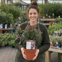 Viburnum Eve Price Plants