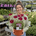 Cosmos Apollo Carmine Plant (2L Pot)