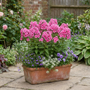 Phlox ‘Fabulous Rose’ Plants (Set of 3 or 6)