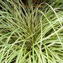 Evergold Carex Ornamental Grass Plant