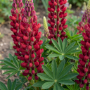 Lupin Legendary Red Plants (Set of 3 or 6)