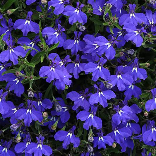 Dense carpet of small deep violet-blue lobelia flowers with white throats and fine green leaves