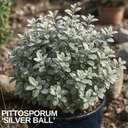 Pittosporum Silver Ball Plant