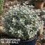 Pittosporum Silver Ball