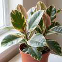 Ficus Tineke Variegated Rubber Plants
