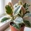 1 Ficus Tineke Variegated Rubber Plant, Statement Indoor Houseplant, 21cm Root Ball