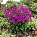 Senetti Magenta Pericallis Daisy Plants