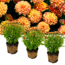 Chrysanthemum Orange Plants (Set of 3 or 6)