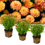 Set of 3 or 6 Large Plants -  Chrysanthemum Orange, Ready to Plant in Your Garden, Peat Free