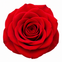 3Ltr Red Patio Rose Plant in Nursery Pot, Outdoor Pots