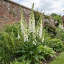 Digitalis Hanabee White Foxglove Plants