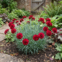 Carnation Capitan Diaz Dianthus Plants