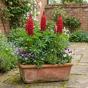 Lupin Legendary Red Plants (Set of 3 or 6)
