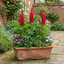 Set of 3 or 6 Lupin Legendary Red Hardy Perennial Plants, Summer Flowering, Bee Friendly Lupins, Outdoor Garden Ready, 1 Litre Root-Ball