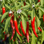 Set of 3 or 6 Large Chilli Pepper Plants - Thai Dragon, Ready to Plant in Your Garden
