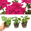 Geranium Sunflair Joscina Hot Pink Plants (Set of 3 or 6)