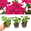 Set of 3 or 6  Large Plants - Geranium Sunflair Joscina Hot Pink, Outdoor Garden Ready