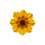 1 Coreopsis Solar Fancy Hardy Perennial Plant, Bee Friendly Summer Flowering, 3 Litre Root-Ball