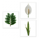 3 Low Light Houseplants Plant (1L Pot)