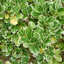 Euonymus Emerald Gaiety Plants (Set of 3 or 6)