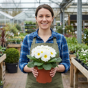 Primrose Queen White Plants (Set of 3 or 6)