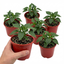 Sweet Pepper Redskin Plants (Set of 3 or 6)