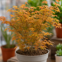 3L Orange Leaf Acer Tree, Nursery Pot, Patio Garden Pots