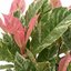 1 Photinia Fraseri Pink Crispy Plant, Evergreen Hedge Shrub, Outdoor Garden Ready, 3 Litre Root Ball