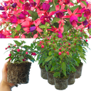 Fuchsia Diva Rose & Violet Plants (Set of 3 or 6)